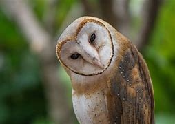 Burung Hantu Tyto Alba Harganya Berapa